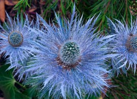 eryngium alpinum small